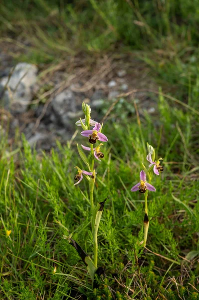 Fleur Printanière Orchidées Sauvages Colorées Fleurs Dans Les Prairies Près — Photo