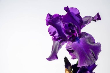 Büyük safra çiçeği mevsimlik çiçekleri.