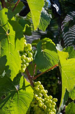Green unripe Gamay Noir grape, close up, growing on hilly vineyards near beaujolais wine making village, gateway to Beaujolais Wine Route and hilly landscapes of the Pierres Dores, France
