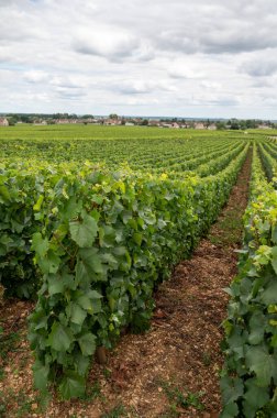 Green vineyards with growing grape plants, production of high quality famous French white wine in Puligny-Montrachet village, Burgundy, France