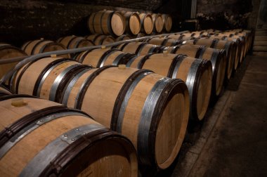 Stages of wine production from fermentation to bottling, visit to wine cellars in Cote d'Or, Burgundy, France, Aging in wooden barrels.