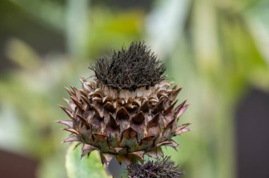 Cynara cardunculus or prickly artichoke plants growing in garden