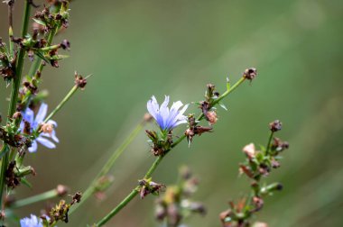 Blue flowers of cichorium plants, family Asteraceae, growing in garden