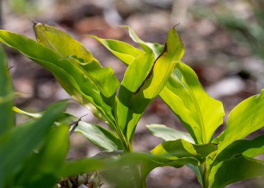 Green leaves of exotic aromatic medicinal plant cardamom close up in summer