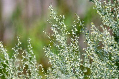 Botanical collection, leaves and berries of silver mound artemisia absinthum medicinal plant in summer