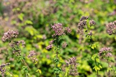 Blossom of oregano or majoram aromatic kitchen herb, nature background