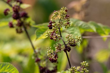 Woody shrub of Eleutherococcus senticosus or Siberian ginseng or eleuthero used in traditional Chinese medicine, close up