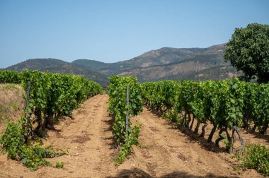 View on green vineyards Cotes de Provence, production of rose wine near Saint-Tropez, Var, south of France