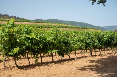 View on green vineyards Cotes de Provence, production of rose wine near Saint-Tropez, Var, south of France