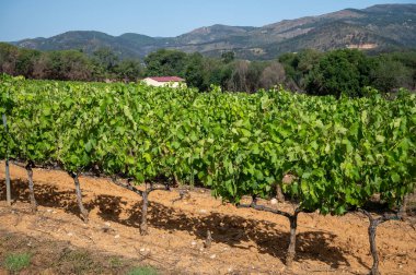 View on green vineyards Cotes de Provence, production of rose wine near Saint-Tropez, Var, south of France