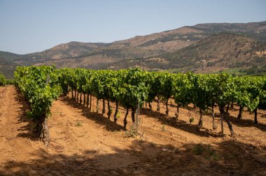 View on green vineyards Cotes de Provence, production of rose wine near Saint-Tropez, Var, south of France