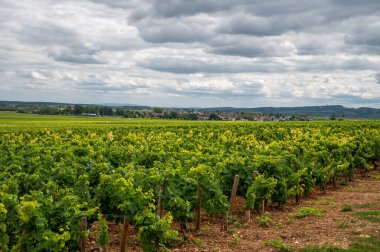 Green vineyards with growing grape plants, production of high quality famous French white wine in Puligny-Montrachet village, Burgundy, France