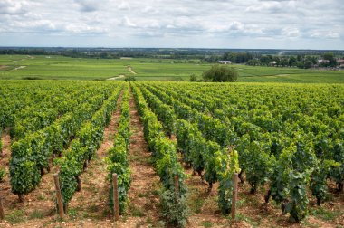 Green vineyards with growing grape plants, production of high quality famous French white wine in Puligny-Montrachet village, Burgundy, France