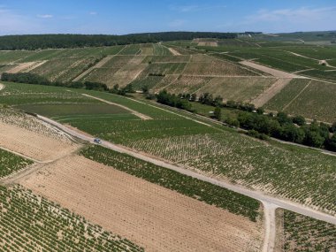 Aerial view on green Chablis Grand Cru appellation vineyards with grapes growing on limestone and marl soils, Burdundy, France