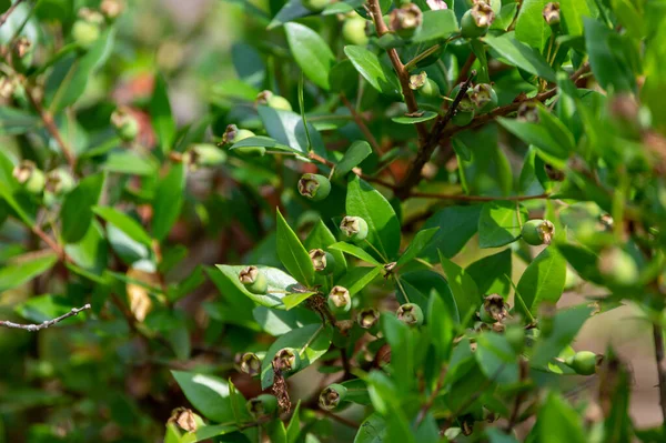 Botanical collection, leaves and berries of myrtus communis or true myrtle plant growing in garden in summer