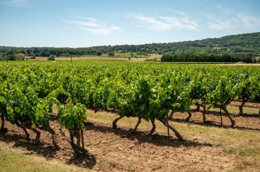 Rows of green grapevines growing on pebbles on vineyards near Lacoste and Bonnieux villages in Luberon, Provence, France