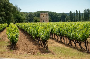 Rows of green grapevines growing on pebbles on vineyards near Lacoste and Bonnieux villages in Luberon, Provence, France