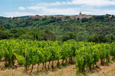 Rows of green grapevines growing on pebbles on vineyards near Lacoste and Bonnieux villages in Luberon, Provence, France