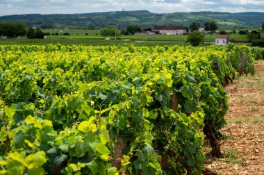Green vineyards with growing grape plants, production of high quality famous French white wine in Puligny-Montrachet village, Burgundy, France
