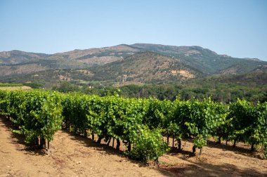 View on green vineyards Cotes de Provence, production of rose wine near Saint-Tropez, Var, south of France
