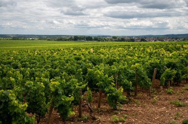 Green vineyards with growing grape plants, production of high quality famous French white wine in Puligny-Montrachet village, Burgundy, France