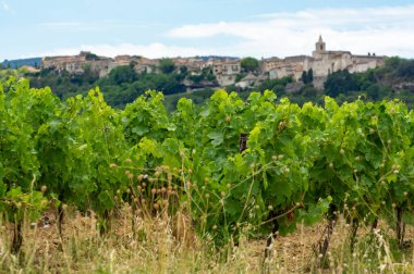 Rows of green grapevines growing on pebbles on vineyards near Lacoste and Bonnieux villages in Luberon, Provence, France