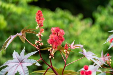Ricinus communis or castor oil plant growing in garden in summer