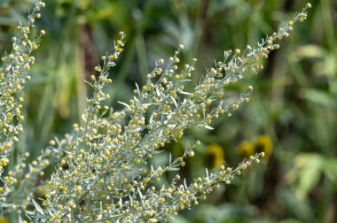 Botanical collection, leaves and berries of silver mound artemisia absinthum medicinal plant in summer