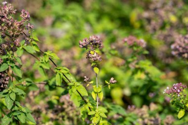 Blossom of oregano or majoram aromatic kitchen herb, nature background