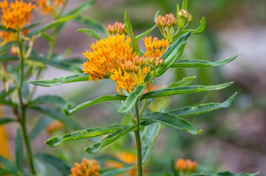 Asclepias tuberosa or butterfly weed, species of milkweed native to eastern and southwestern North America in summer