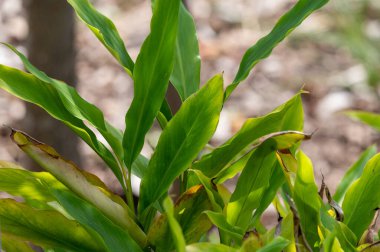 Green leaves of exotic aromatic medicinal plant cardamom close up in summer