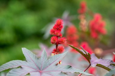 Ricinus communis or castor oil plant growing in garden in summer