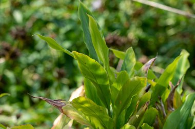 Green leaves of exotic aromatic medicinal plant cardamom close up in summer