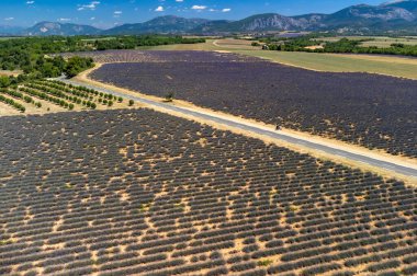 Yaz aylarında çiçek açan mor lavanta, buğday tarlaları ve yeşil ağaçlarla Valensole Platosu 'ndaki hava manzarası.