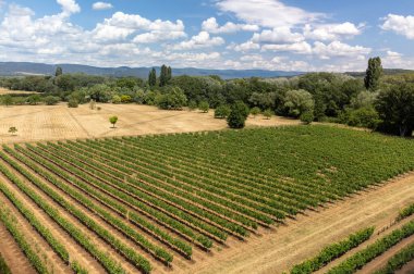 Rows of green grapevines growing on pebbles on vineyards near Lacoste and Bonnieux villages in Luberon, Provence, France