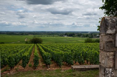 Green vineyards with growing grape plants, production of high quality famous French white wine in Puligny-Montrachet village, Burgundy, France