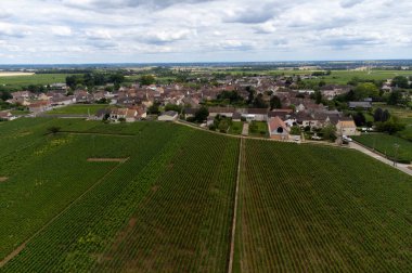 Panoramic aerial view on green vineyards with growing grape plants, production of high quality famous French white wine in Puligny-Montrachet village, Burgundy, France