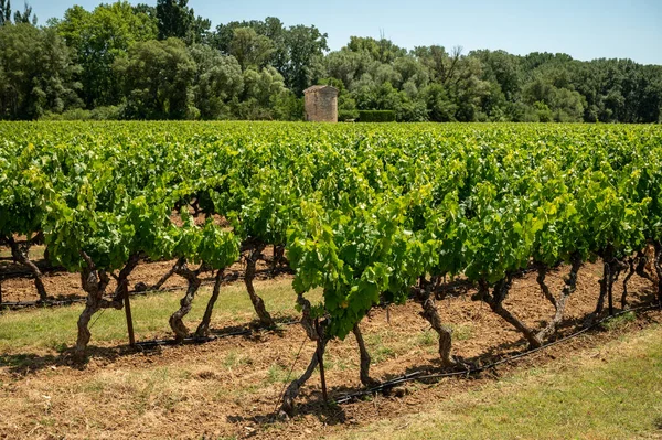 Rows Green Grapevines Growing Pebbles Vineyards Lacoste Bonnieux Villages Luberon — Photo