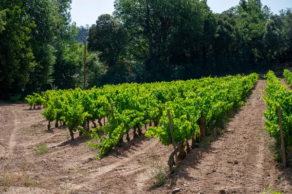 View Green Vineyards Cotes Provence Production Rose Wine Saint Tropez — Photo
