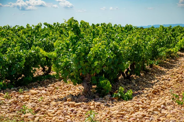 Green Grapevines Growing Rounded Pebbles Hilly Vineyards Famous Winemaking Ancient — Stok fotoğraf