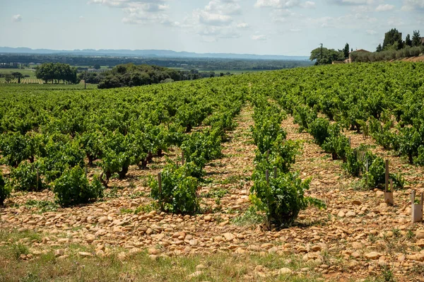 Green Grapevines Growing Rounded Pebbles Hilly Vineyards Famous Winemaking Ancient — Stockfoto