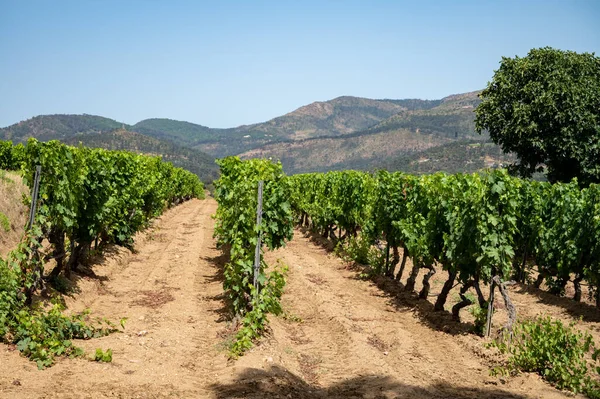 View Green Vineyards Cotes Provence Production Rose Wine Saint Tropez — Stockfoto