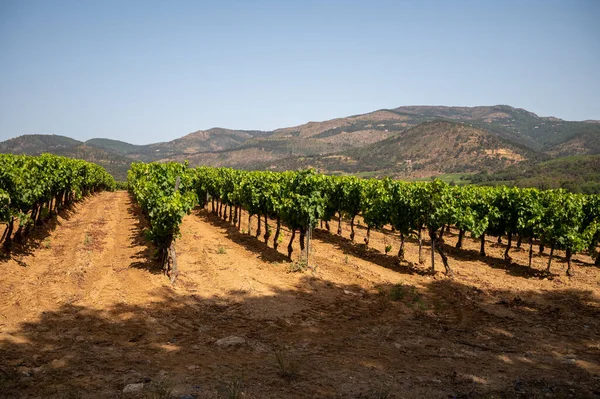 Άποψη Των Πράσινων Αμπελώνων Cotes Provence Παραγωγή Ροζέ Οίνου Κοντά — Φωτογραφία Αρχείου