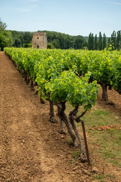 Rows Green Grapevines Growing Pebbles Vineyards Lacoste Bonnieux Villages Luberon — Foto Stock