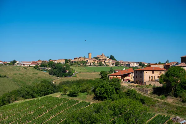 Green Grapevines Growing Rounded Pebbles Hilly Vineyards Famous Winemaking Ancient — Stock fotografie