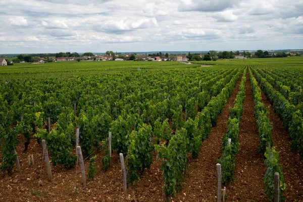 Green Vineyards Growing Grape Plants Production High Quality Famous French — Foto Stock