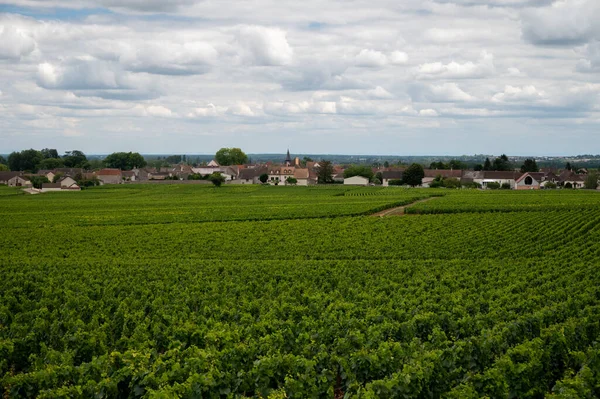 Green Vineyards Growing Grape Plants Production High Quality Famous French — 图库照片
