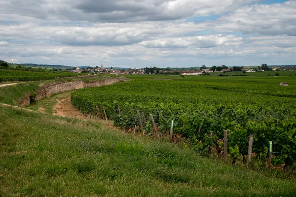 Green Vineyards Growing Grape Plants Production High Quality Famous French — Stockfoto