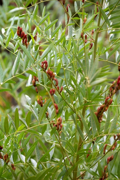 Botanical Collection Glycyrrhiza Glabra Root Liquorice Medicinal Plant Growing Garden — Stockfoto