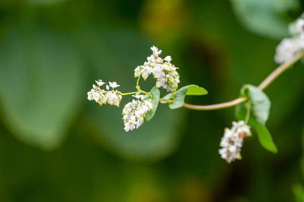 Summer Blossom Fagopyrum Esculentum Buckwheat Edible Plant Healthy Vegetarian Food — Photo